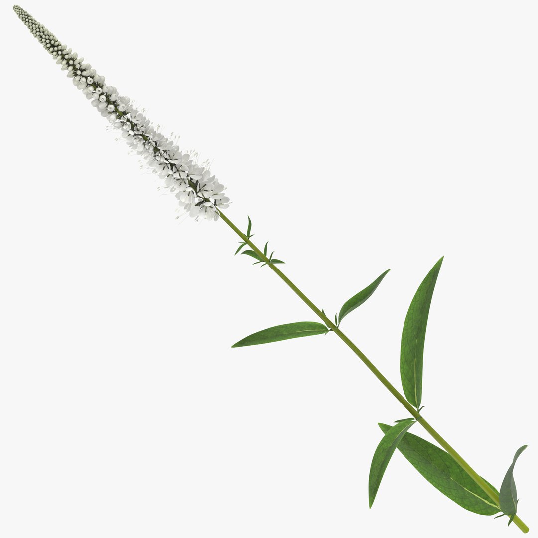 3D white floral set 01 model https://p.turbosquid.com/ts-thumb/WT/fKioqd/1qXPsmf1/veronica_longifolia_white_thumbnail_square_0000/jpg/1569416497/1920x1080/fit_q87/533524ca7df673bef1989779fb2b483dd39f07cf/veronica_longifolia_white_thumbnail_square_0000.jpg