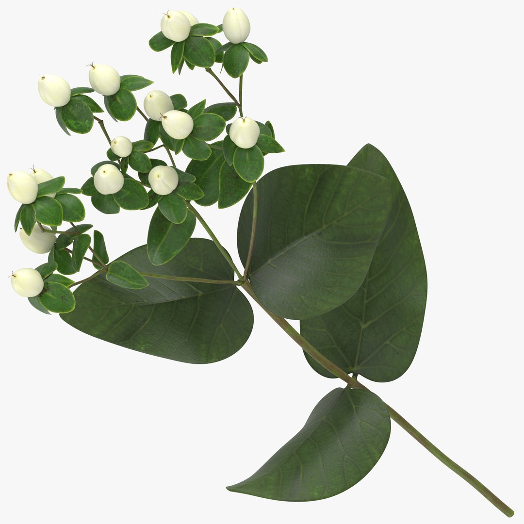 3D white floral set 01 model https://p.turbosquid.com/ts-thumb/WT/fKioqd/5puG6djb/hypericum_white_thumbnail_square_0000/jpg/1569416321/1920x1080/fit_q87/3da38b564490b2feb07257df237b350bbf912e50/hypericum_white_thumbnail_square_0000.jpg