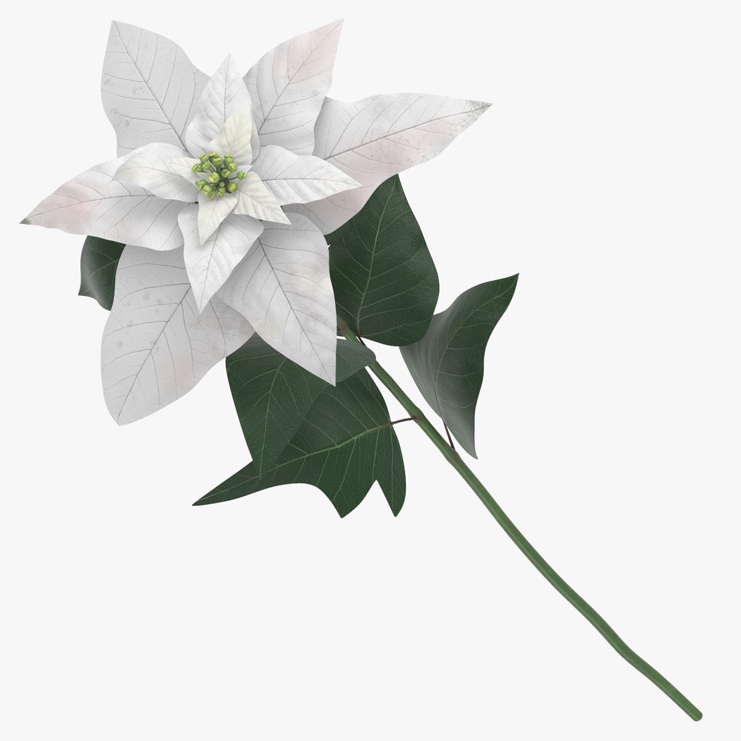 3D white floral set 01 model https://p.turbosquid.com/ts-thumb/WT/fKioqd/5z7G13lQ/euphorbia_pulcherrima_white_thumbnail_square_0000/jpg/1569415634/1920x1080/fit_q87/c6c18f802a83f15866e0555fad6e92a09b019941/euphorbia_pulcherrima_white_thumbnail_square_0000.jpg