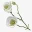 Ensemble floral blanc 01 - 27 produits