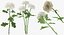 Ensemble floral blanc 01 - 27 produits