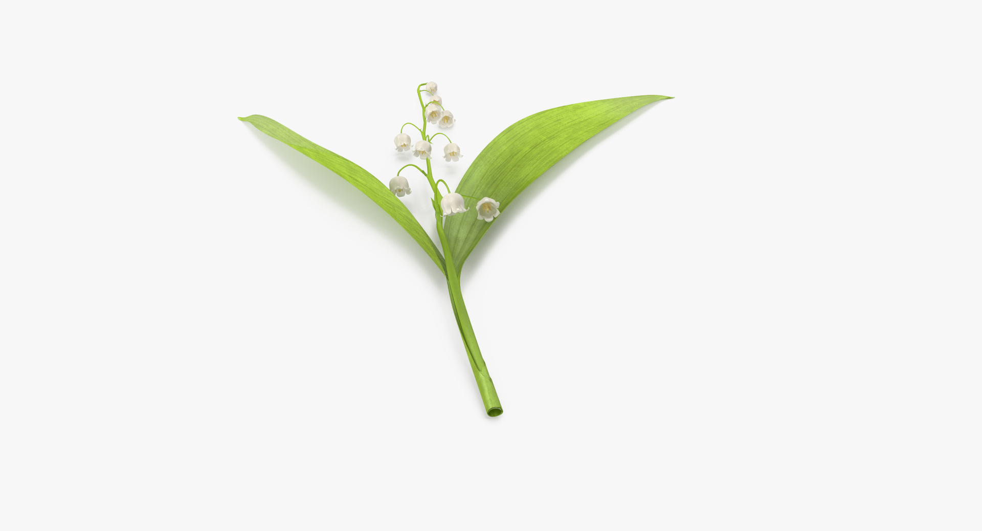 3D white floral set 01 model https://p.turbosquid.com/ts-thumb/WT/fKioqd/TDPbWrMt/0000/jpg/1564586897/1920x1080/turn_fit_q99/146738f734a20a61f6184e481f9bf015c69bd5eb/0000-1.jpg