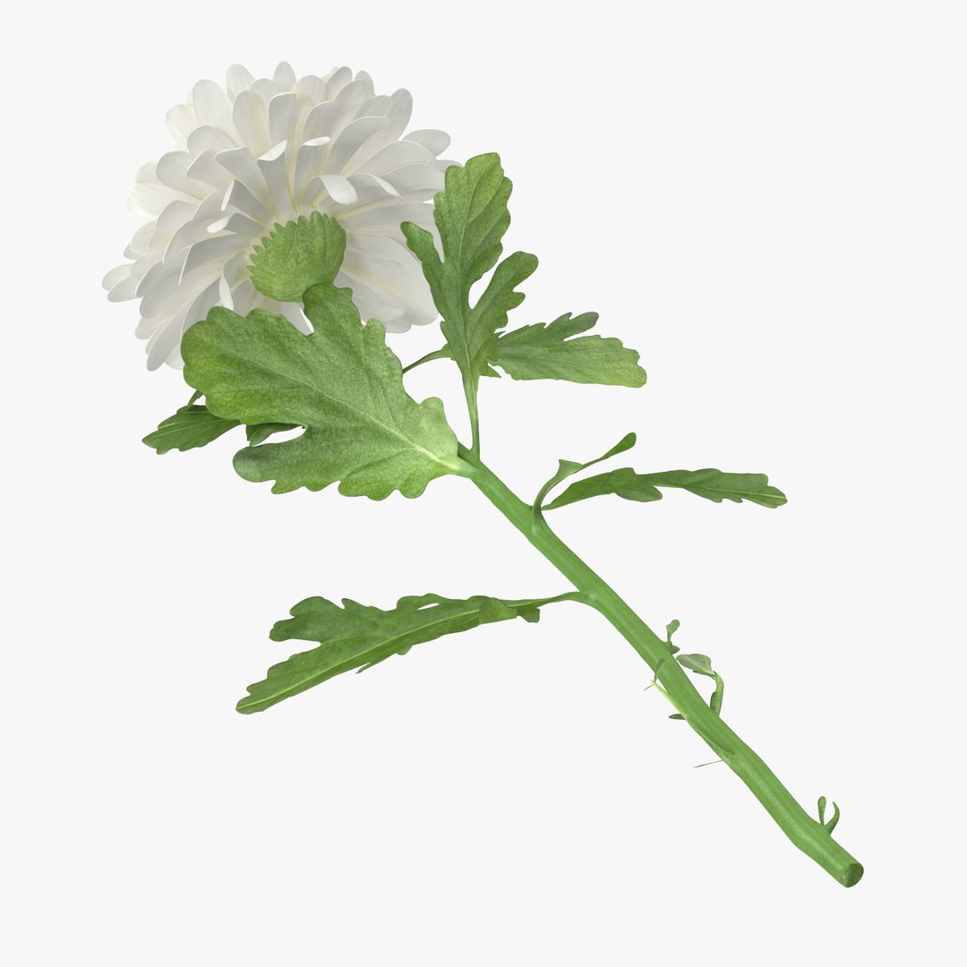 3D white floral set 01 model https://p.turbosquid.com/ts-thumb/WT/fKioqd/YqWs3M3B/chrysanthemum_02_laying_white_001_thumbnail_square0000/jpg/1569415786/1920x1080/fit_q87/9f6c83ebe3d481fdbbaf3b86a089962de4c60a80/chrysanthemum_02_laying_white_001_thumbnail_square0000.jpg