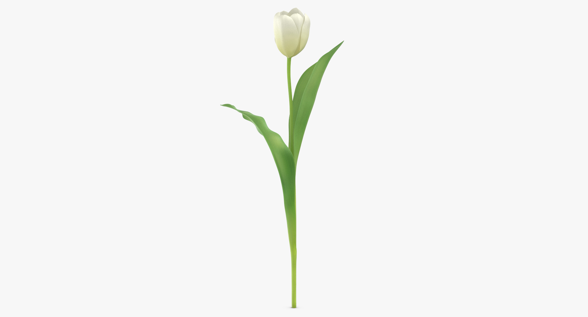 3D white floral set 01 model https://p.turbosquid.com/ts-thumb/WT/fKioqd/gfCLMqfV/0000/jpg/1564582958/1920x1080/turn_fit_q99/b3b4536aff87b42ae9a7fc06785dacfdbf59c3db/0000-1.jpg