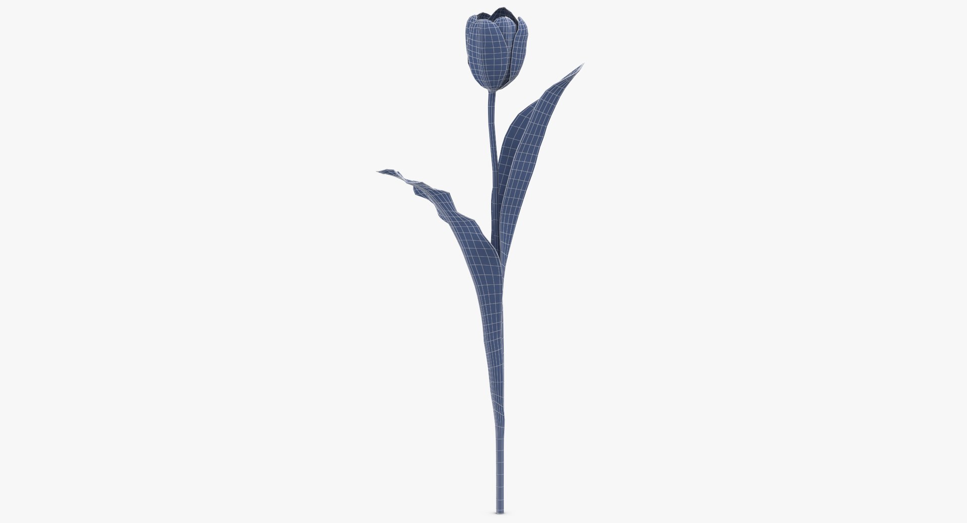 3D white floral set 01 model https://p.turbosquid.com/ts-thumb/WT/fKioqd/gfsMNALB/tulips_white_wireframe_0001/jpg/1569416238/1920x1080/fit_q87/3299bc79ac0704e61698088013744aaa30424a28/tulips_white_wireframe_0001.jpg