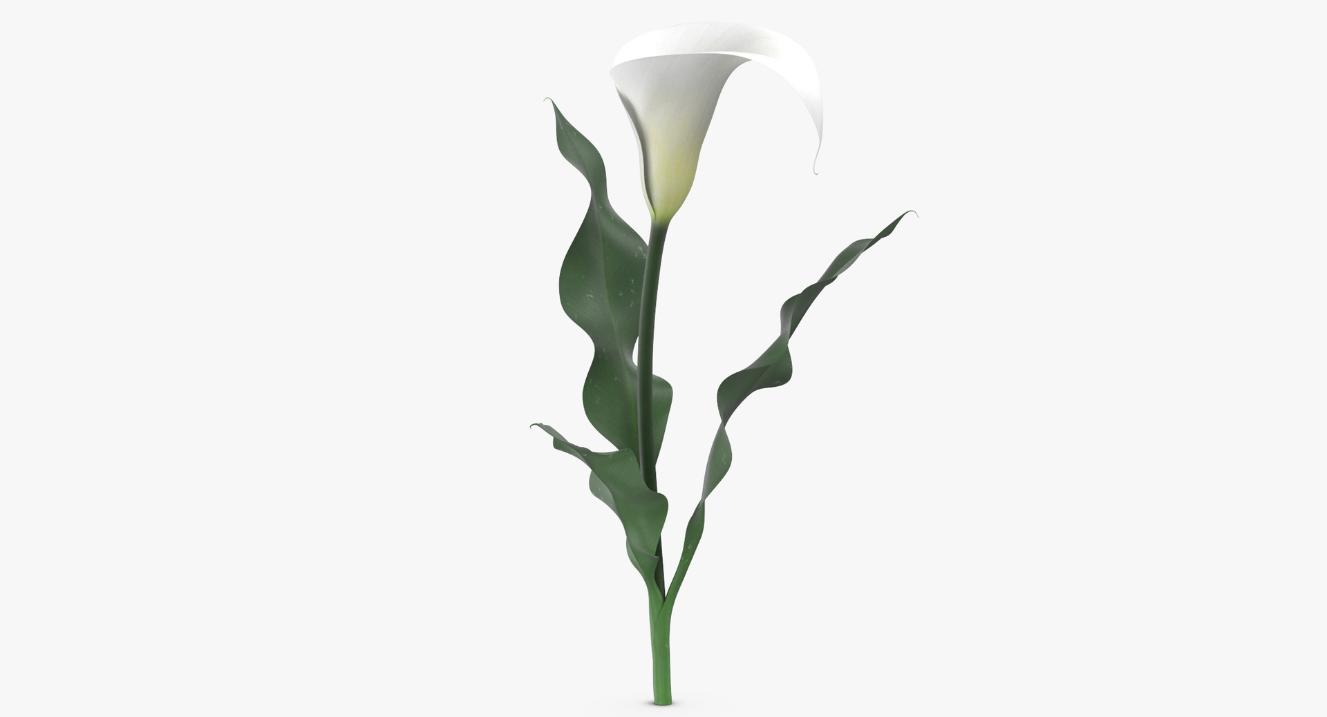 3D white floral set 01 model https://p.turbosquid.com/ts-thumb/WT/fKioqd/m5POzYdj/0000/jpg/1566208527/1920x1080/turn_fit_q99/fba2708d820272aa248741852b3ae3d9a8035e57/0000-1.jpg