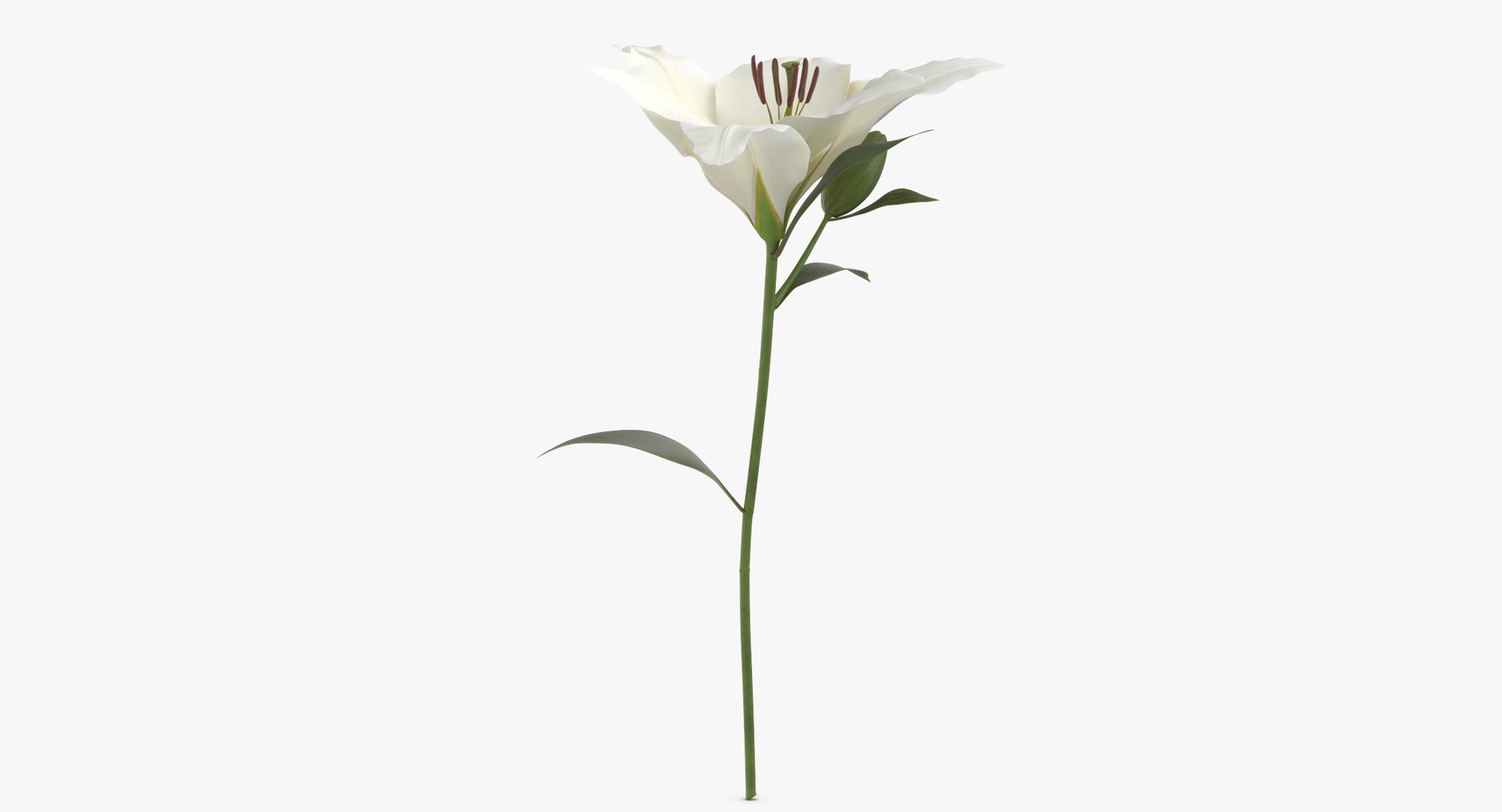 3D white floral set 01 model https://p.turbosquid.com/ts-thumb/WT/fKioqd/sppGlOMX/0000/jpg/1566208444/1920x1080/turn_fit_q99/b920850a444389d9f08d83f0c200d9e32e2b2943/0000-1.jpg