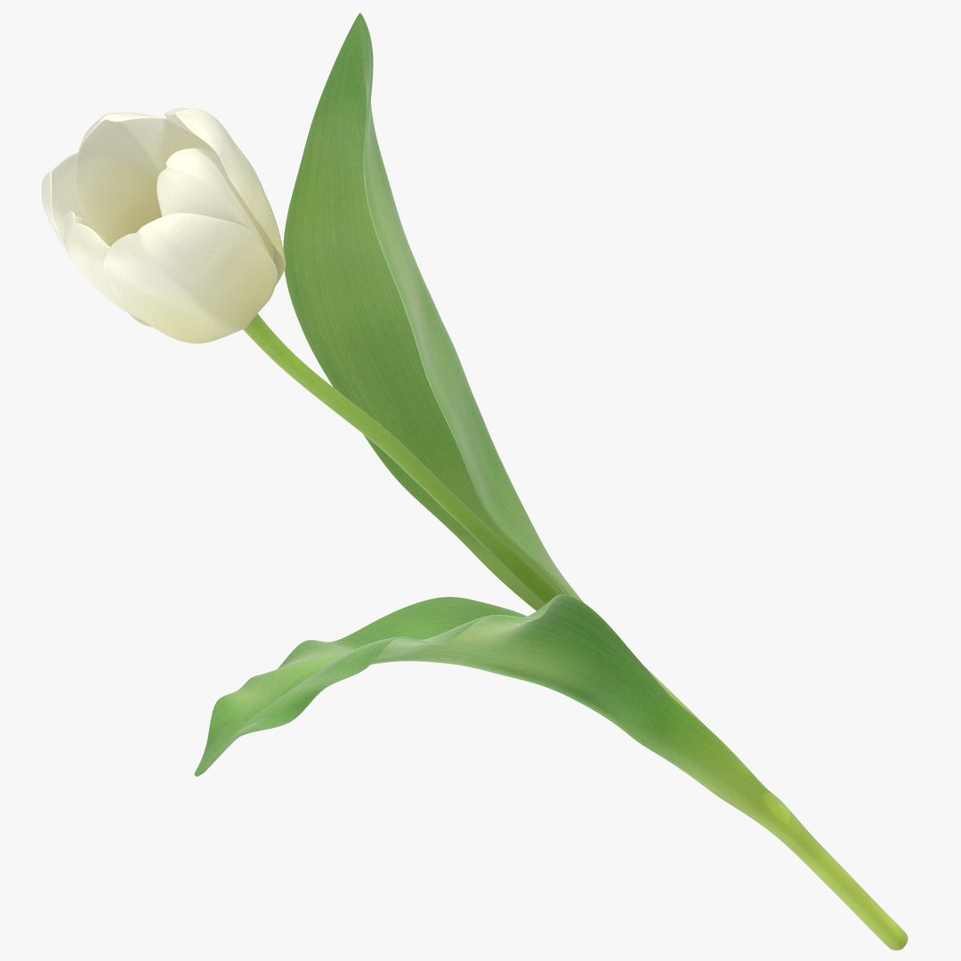 3D white floral set 01 model https://p.turbosquid.com/ts-thumb/WT/fKioqd/suXXUVCm/tulips_white_thumbnail_square_0000/jpg/1569416238/1920x1080/fit_q87/cb6a03a785260eb0e6d513898b4f8c1ad48f0614/tulips_white_thumbnail_square_0000.jpg