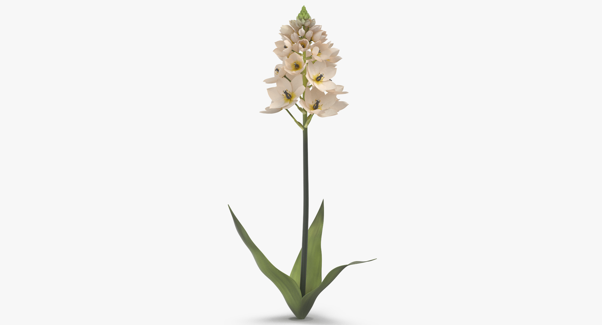 3D white floral set 01 model https://p.turbosquid.com/ts-thumb/WT/fKioqd/ttYVfHf8/0000/jpg/1564585774/1920x1080/turn_fit_q99/bcab88f2bdd3160c1deabaa74dcf2420259ea5ea/0000-1.jpg
