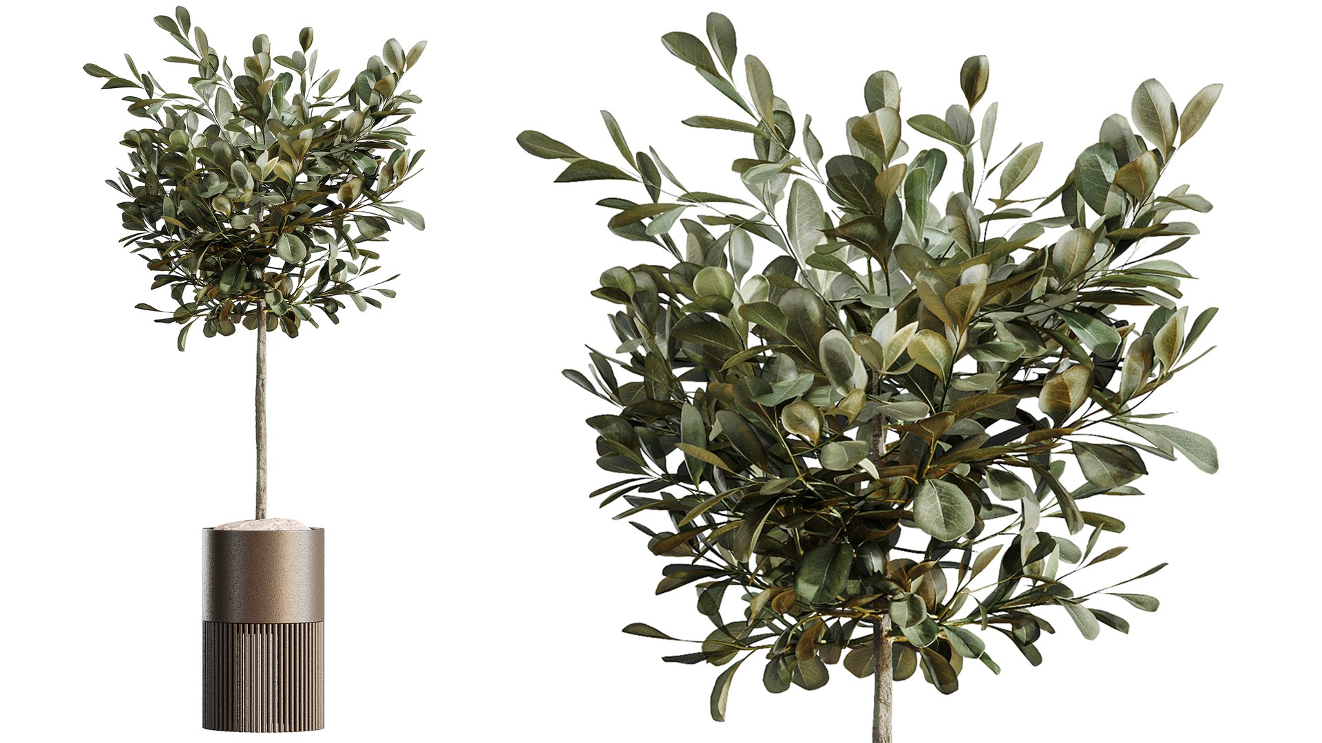 AV Indoor Plants Set 508 Yucca Ficus microcarpa Calathea Lutea Sansevieria Olive 3D model https://p.turbosquid.com/ts-thumb/WT/l03EAQ/0T/06/png/1791789280/1920x1080/fit_q87/9a5b8a400e43598821ed9c0d920961afaa878275/06.jpg