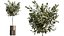 AV Indoor Plants Set 508 Yucca Ficus microcarpa Calathea Lutea Sansevieria Olive
