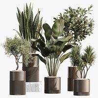 AV Indoor Plants Set 508 Yucca Ficus microcarpa Calathea Lutea Sansevieria Olive