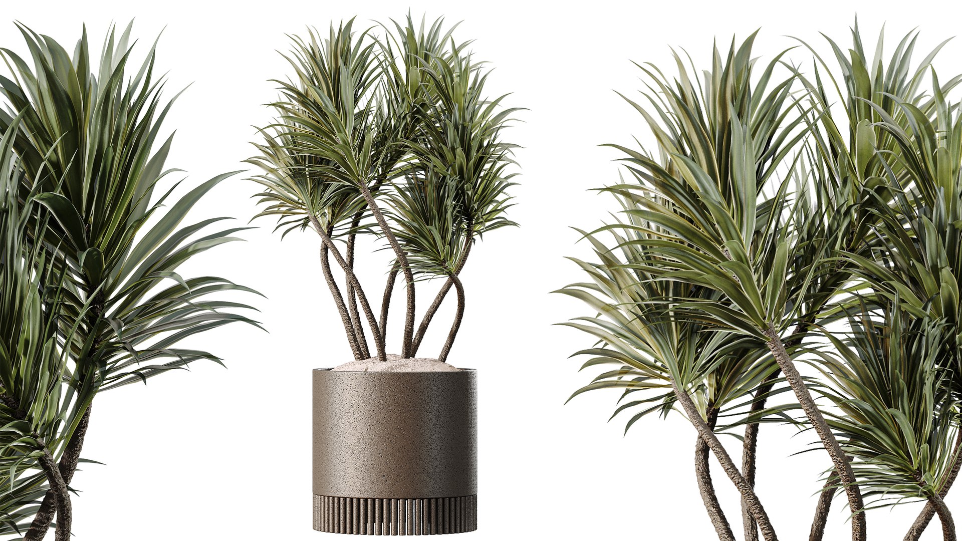 AV Indoor Plants Set 508 Yucca Ficus microcarpa Calathea Lutea Sansevieria Olive 3D model https://p.turbosquid.com/ts-thumb/WT/l03EAQ/Xi/03/png/1791789279/1920x1080/fit_q87/4310220f14cc43a745ddd4d9c350a923c183f9ab/03.jpg