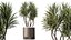 AV Indoor Plants Set 508 Yucca Ficus microcarpa Calathea Lutea Sansevieria Olive
