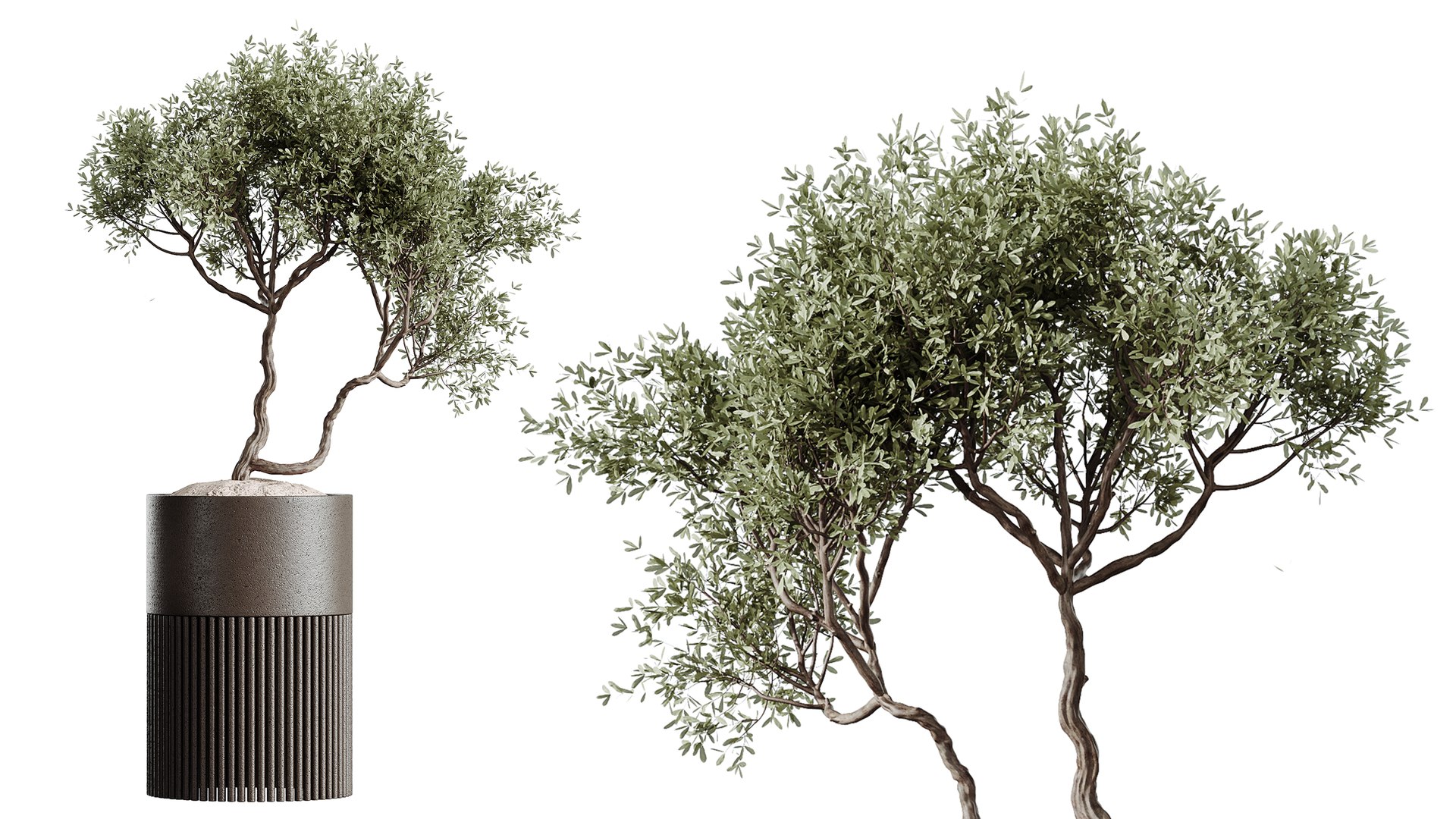 AV Indoor Plants Set 508 Yucca Ficus microcarpa Calathea Lutea Sansevieria Olive 3D model https://p.turbosquid.com/ts-thumb/WT/l03EAQ/pJ/05/png/1791789279/1920x1080/fit_q87/91d40815758f5a747ab24805a5065f23831b0aeb/05.jpg