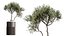 AV Indoor Plants Set 508 Yucca Ficus microcarpa Calathea Lutea Sansevieria Olive