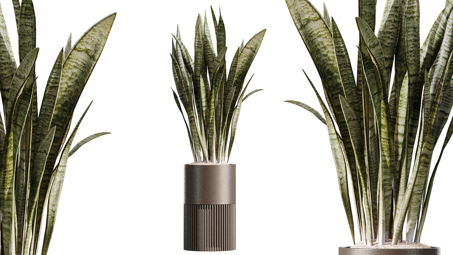 AV Indoor Plants Set 508 Yucca Ficus microcarpa Calathea Lutea Sansevieria Olive 3D model https://p.turbosquid.com/ts-thumb/WT/l03EAQ/uT/04/png/1791789278/1920x1080/fit_q87/41b5de7cf999e4dcfacef5871a4f2e2de86108b0/04.jpg