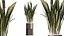 AV Indoor Plants Set 508 Yucca Ficus microcarpa Calathea Lutea Sansevieria Olive