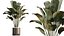 AV Indoor Plants Set 508 Yucca Ficus microcarpa Calathea Lutea Sansevieria Olive