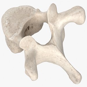 3D thoracic vertebrae th1 th12 model