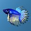 Beta Fish (Chinese Fighting Fish)