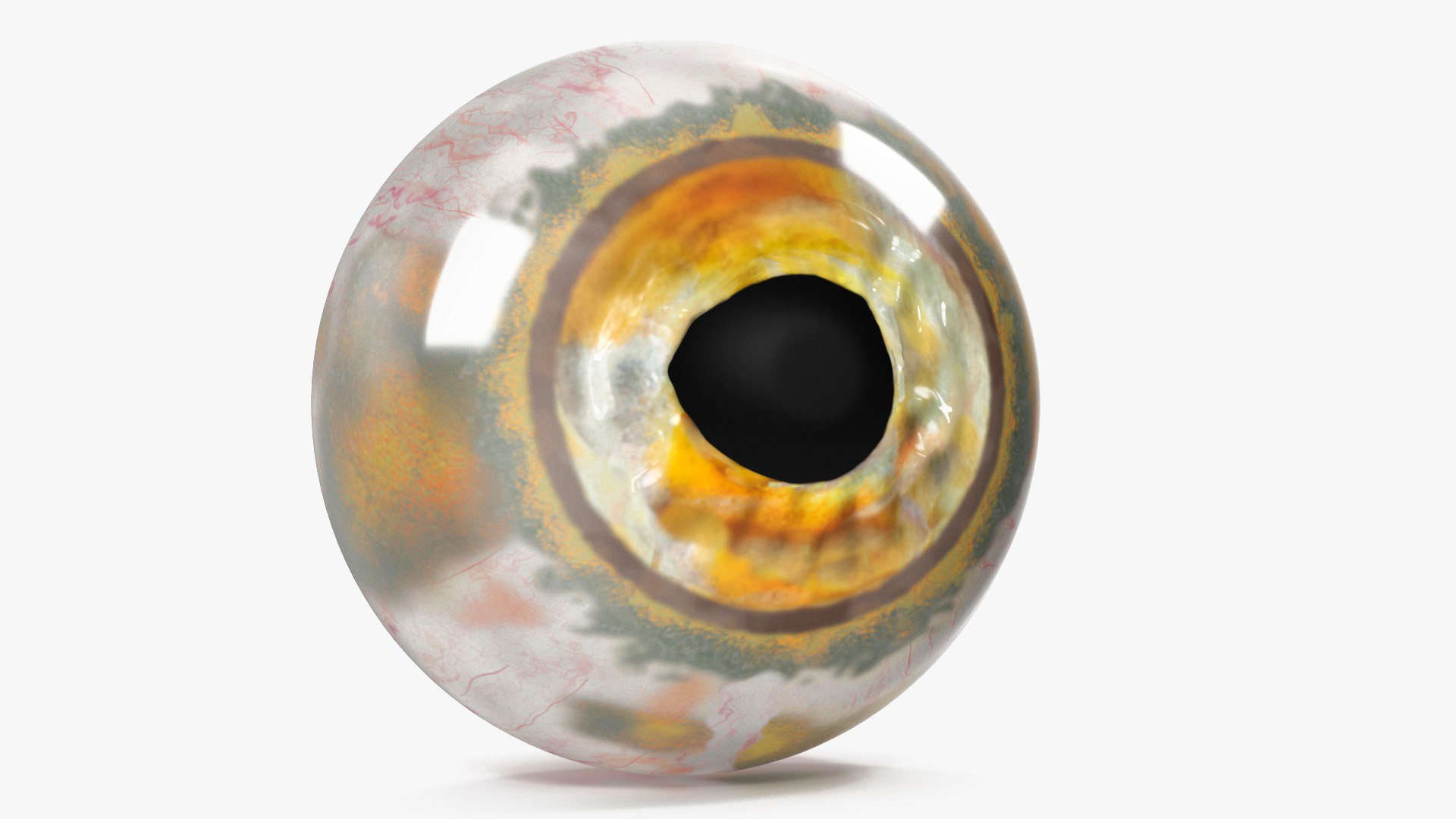 Realistic Fish Eye 3D model preview
