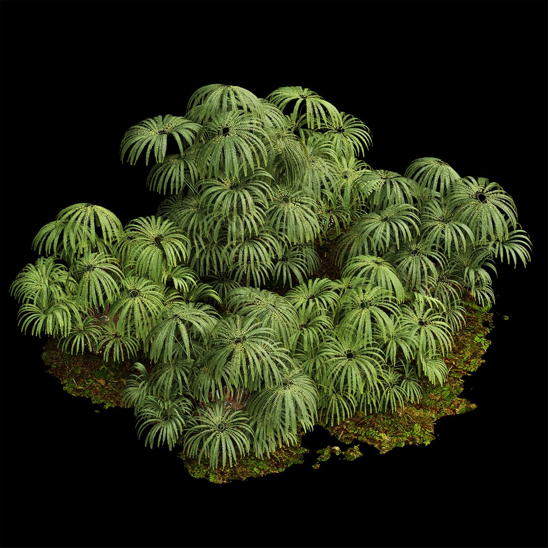 3D Model Matonia Pectinata Leptosporangiate Fern - TurboSquid 2248893