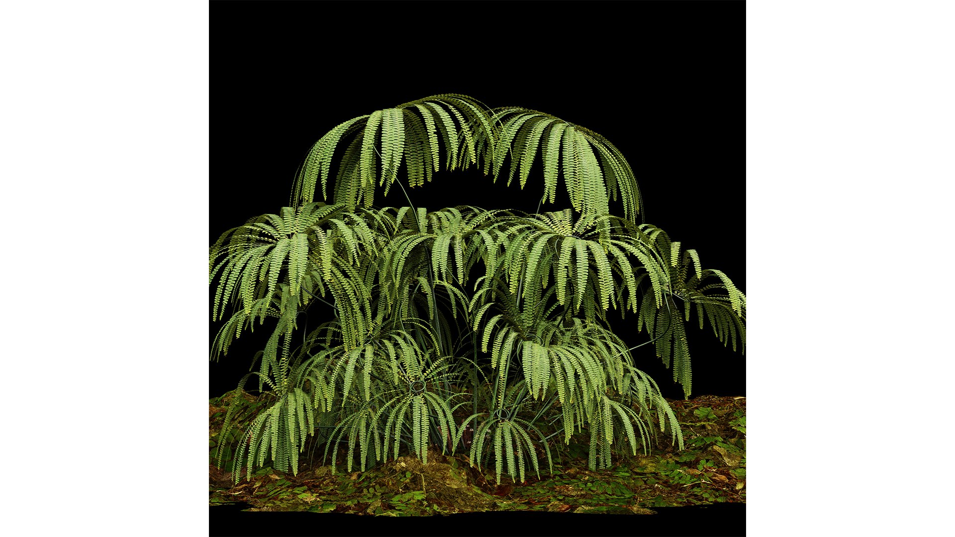 3D Model Matonia Pectinata Leptosporangiate Fern - TurboSquid 2248893