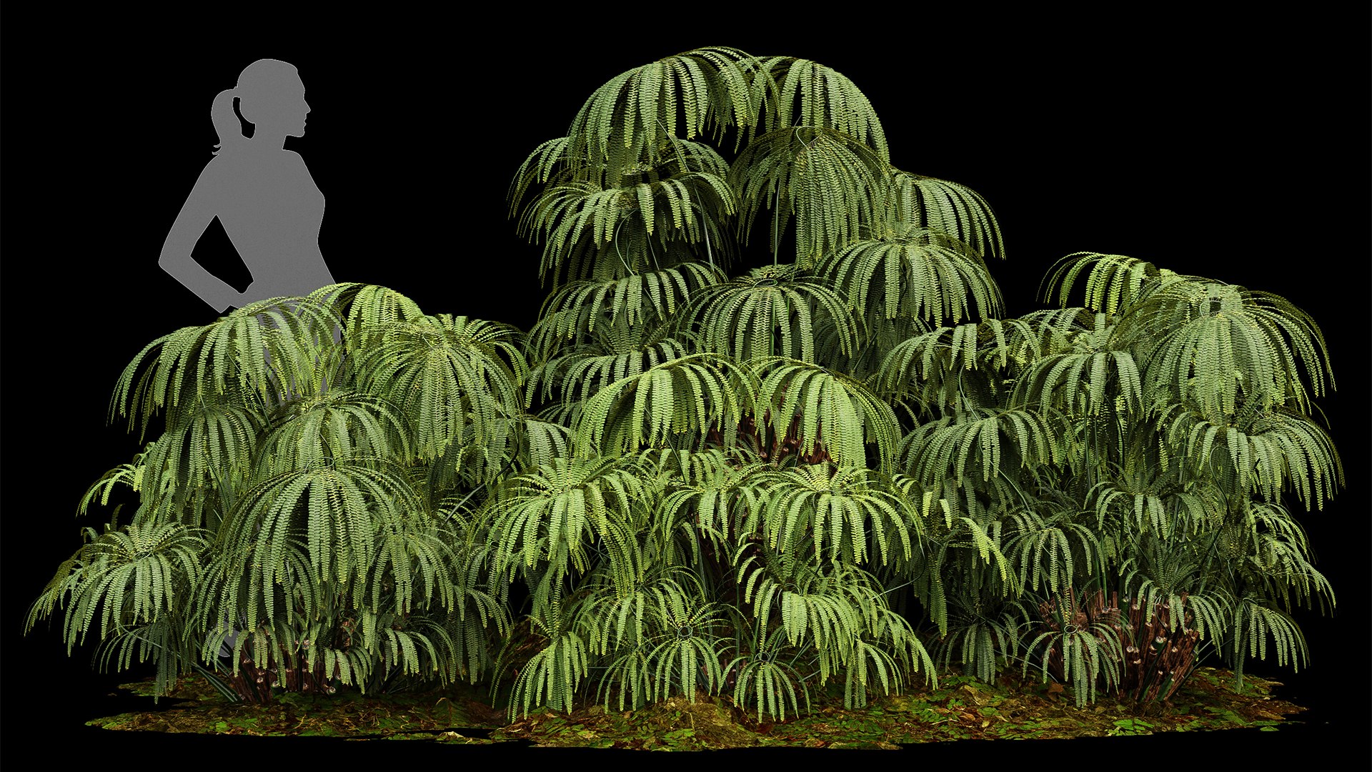 3D Model Matonia Pectinata Leptosporangiate Fern - TurboSquid 2248893