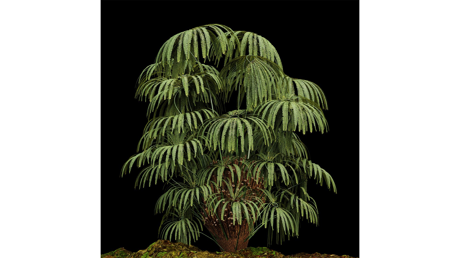 3D Model Matonia Pectinata Leptosporangiate Fern - TurboSquid 2248893