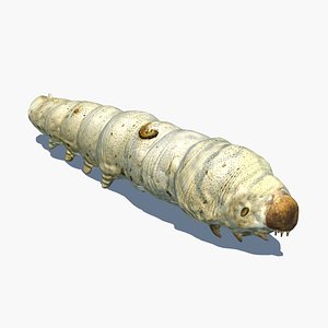 silkworm silk worm 3D