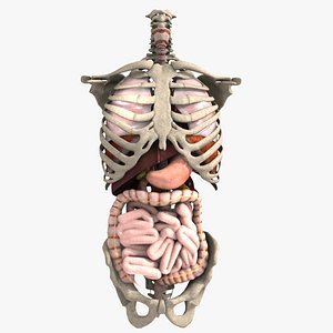 internal organs 3ds