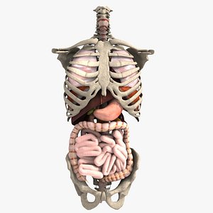 Internal Organs