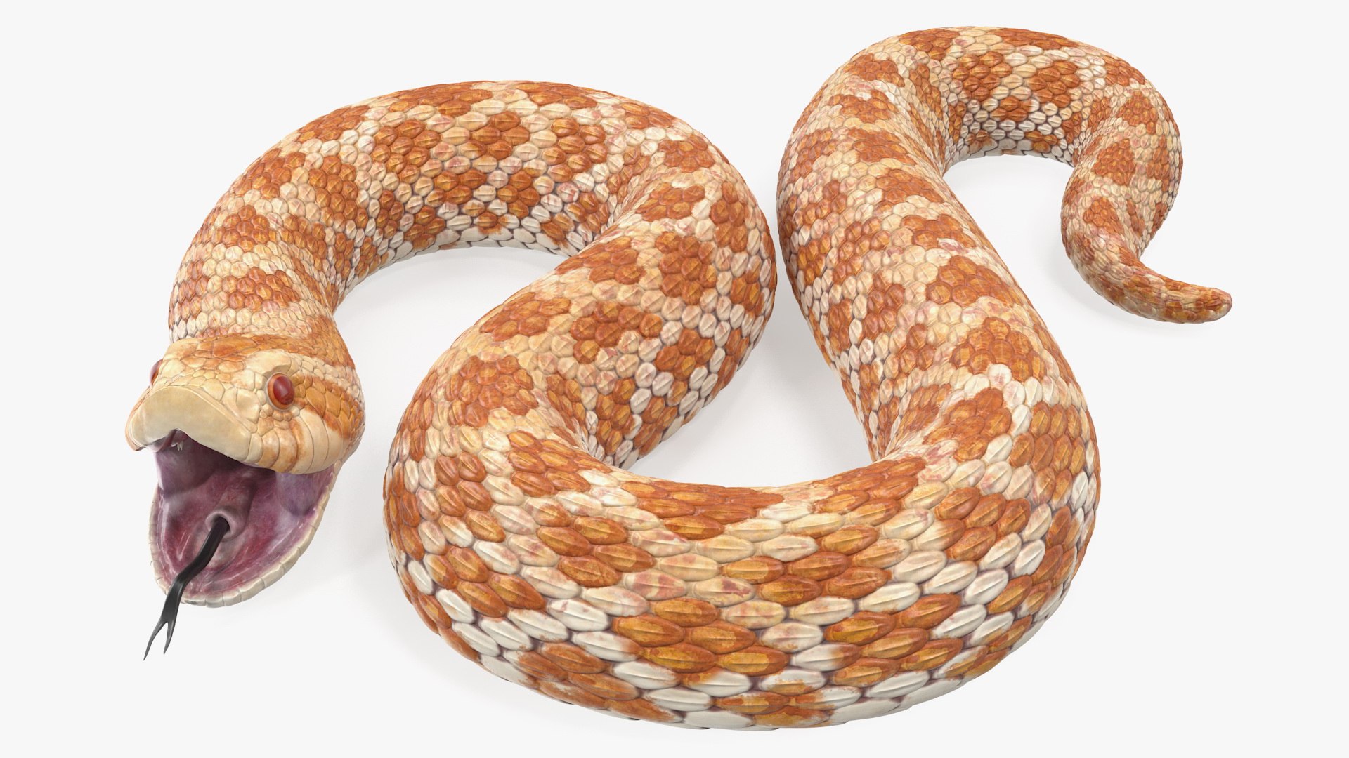 3D Model Beige Hognose Snake Rigged - TurboSquid 1476114