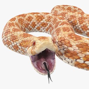 3D model beige hognose snake rigged