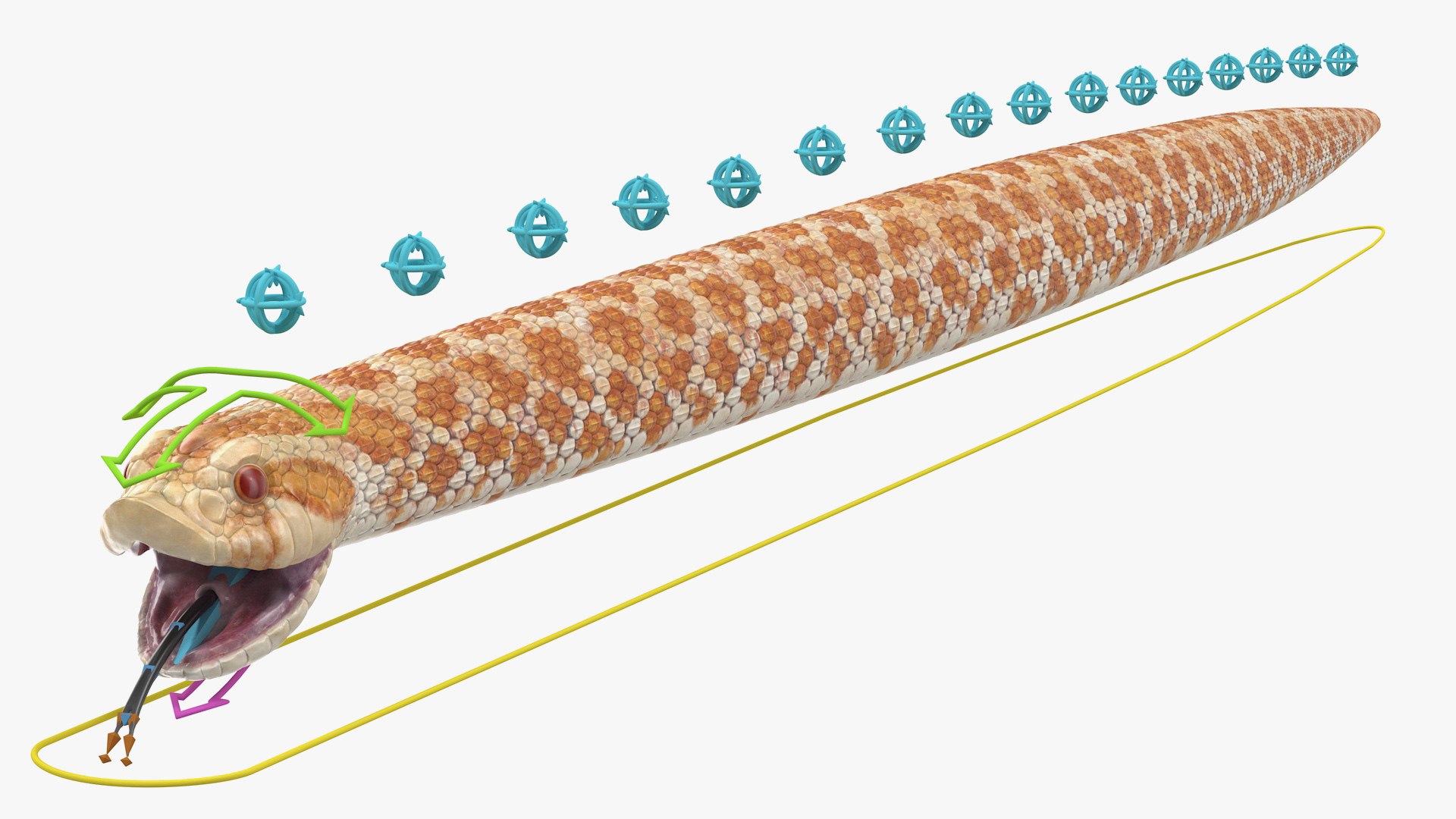 Beige Hognose Snake Rigged 3D model preview