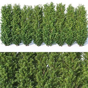 3D corona taxus baccata model