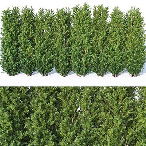 Taxus Baccata # 9. 160cm corona+vray