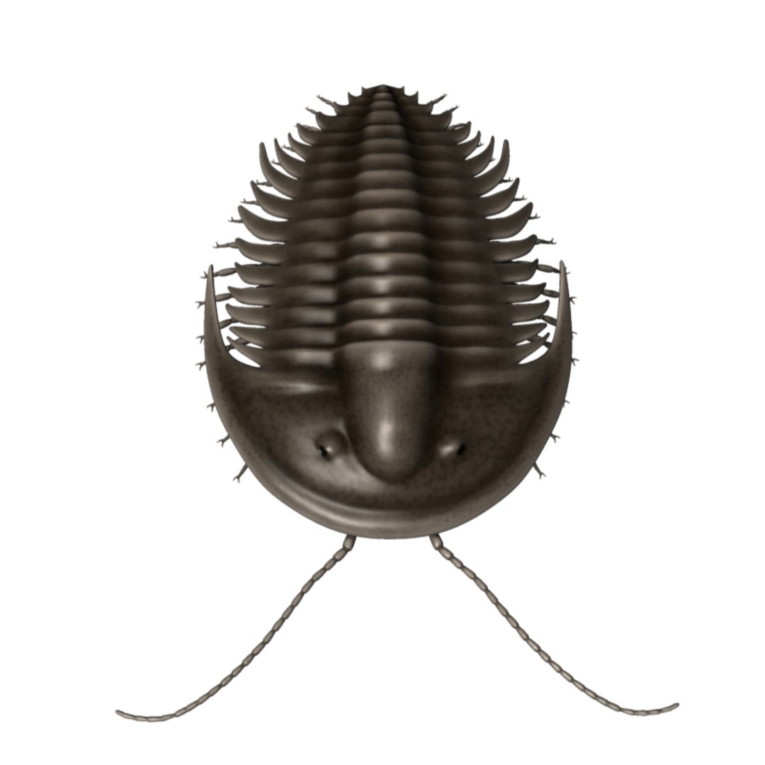 3d Trilobite Tri