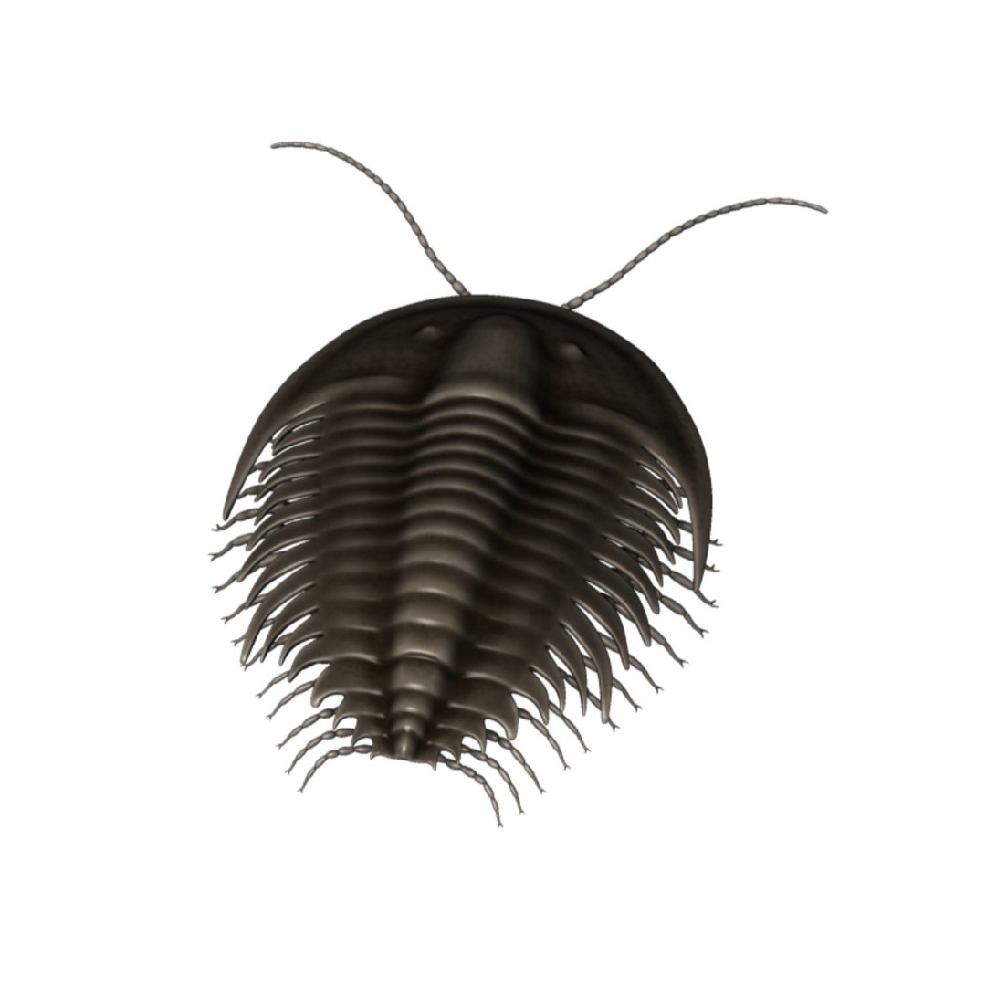 3d Trilobite Tri