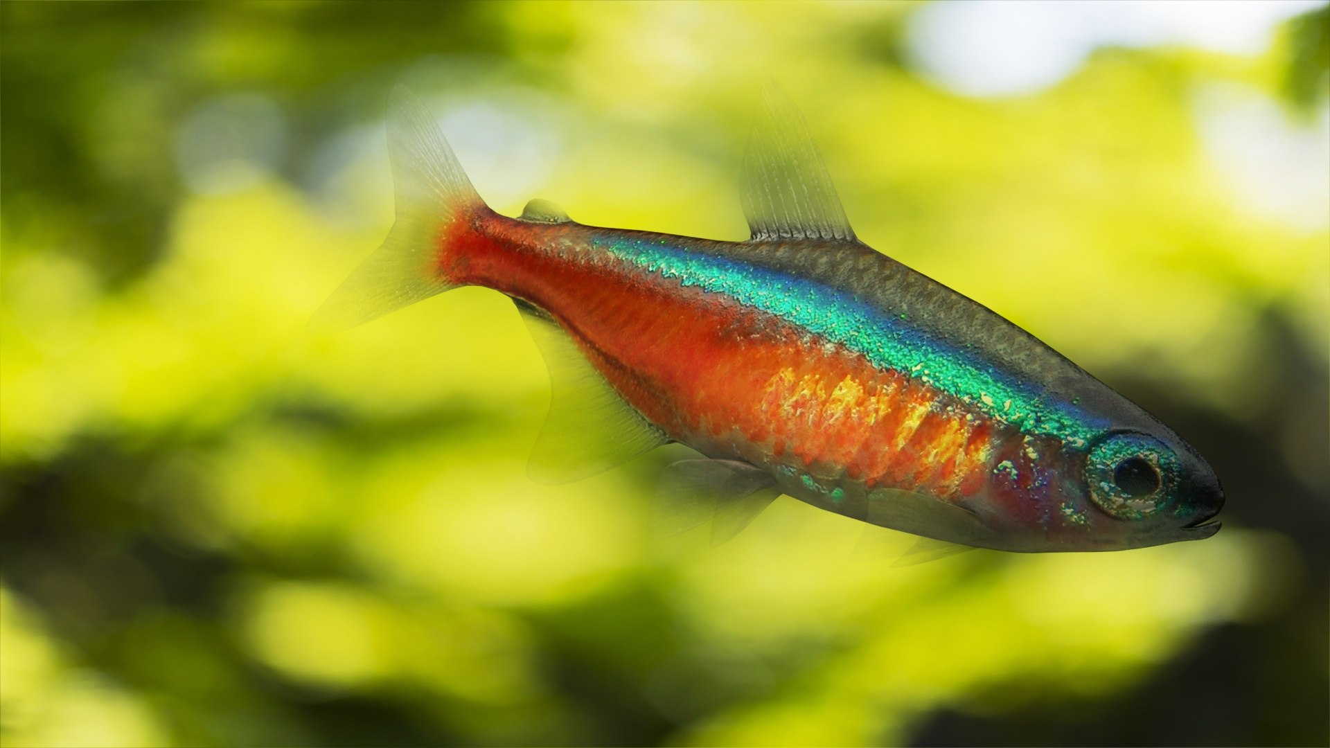 neon fish 3D model https://p.turbosquid.com/ts-thumb/WV/1EmRMw/29w35LNV/bg/jpg/1577239872/1920x1080/fit_q87/172fe4d971bdf8e8b97b9ffdc48ca414432a17b1/bg.jpg