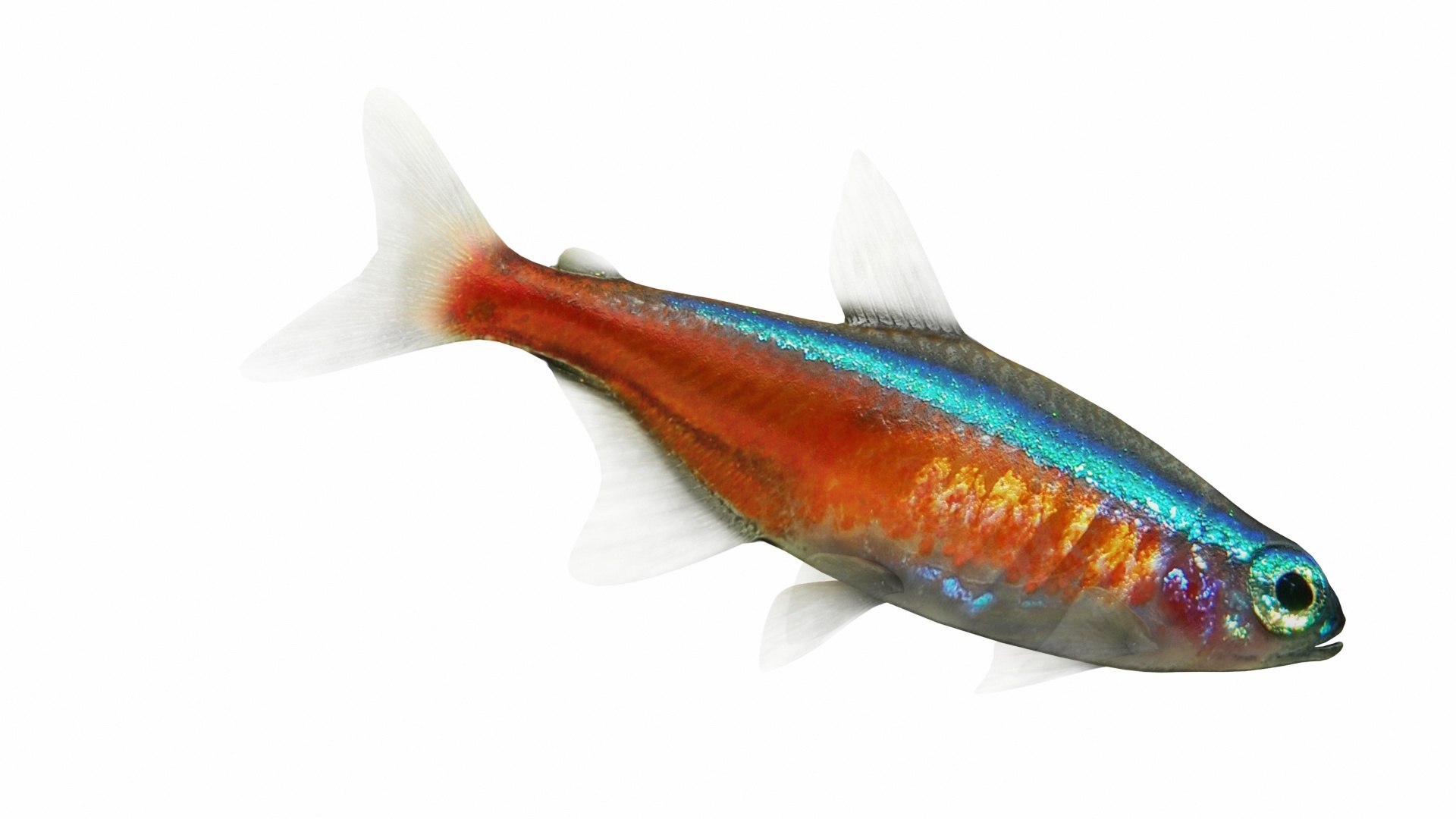 3D Underwater Animals Big Collection 34 in 1 model https://p.turbosquid.com/ts-thumb/WV/1EmRMw/UQ0BXrsr/images0_view02/jpg/1788650058/1920x1080/fit_q87/13d8a3ca899fd5fb2d7e8021dde4b6cfbcbd5603/images0_view02.jpg