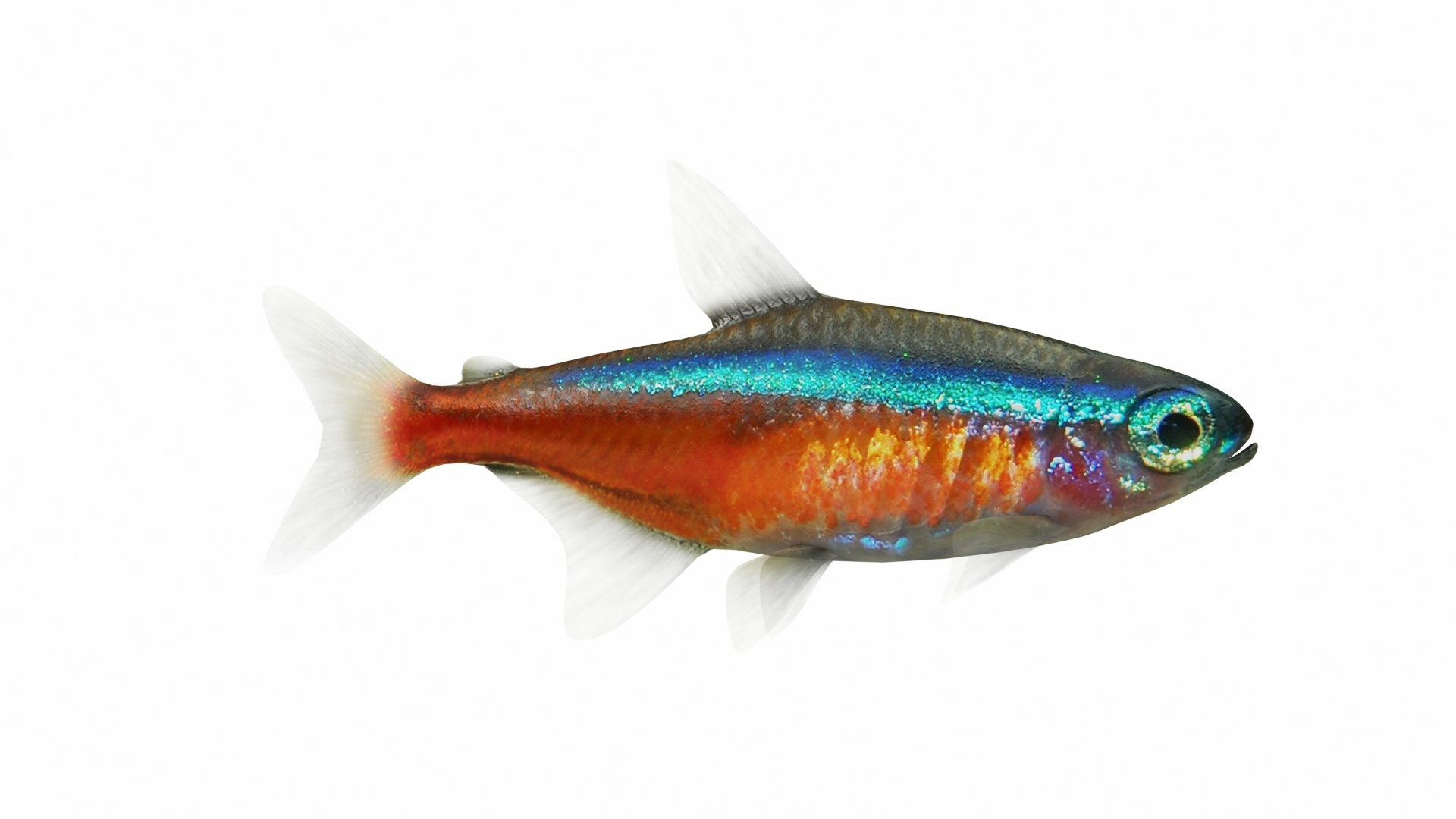 Neon Fish 3D Model - TurboSquid 1486609