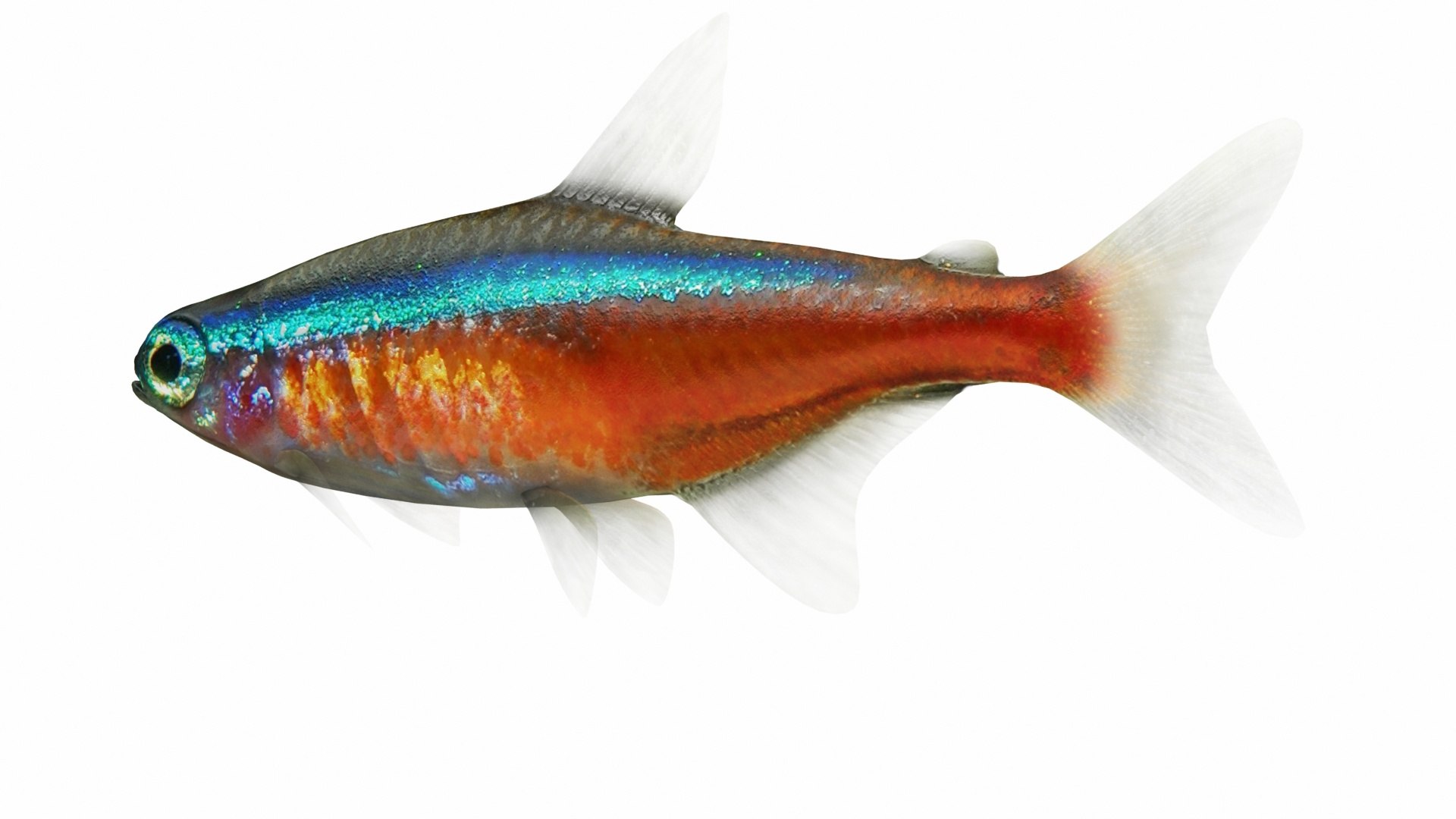 neon fish 3D model https://p.turbosquid.com/ts-thumb/WV/1EmRMw/ybbB5Yh5/images0_view04/jpg/1577238275/1920x1080/fit_q87/2181309fd90b5b8f26bc9a9bcc424244d4930837/images0_view04.jpg