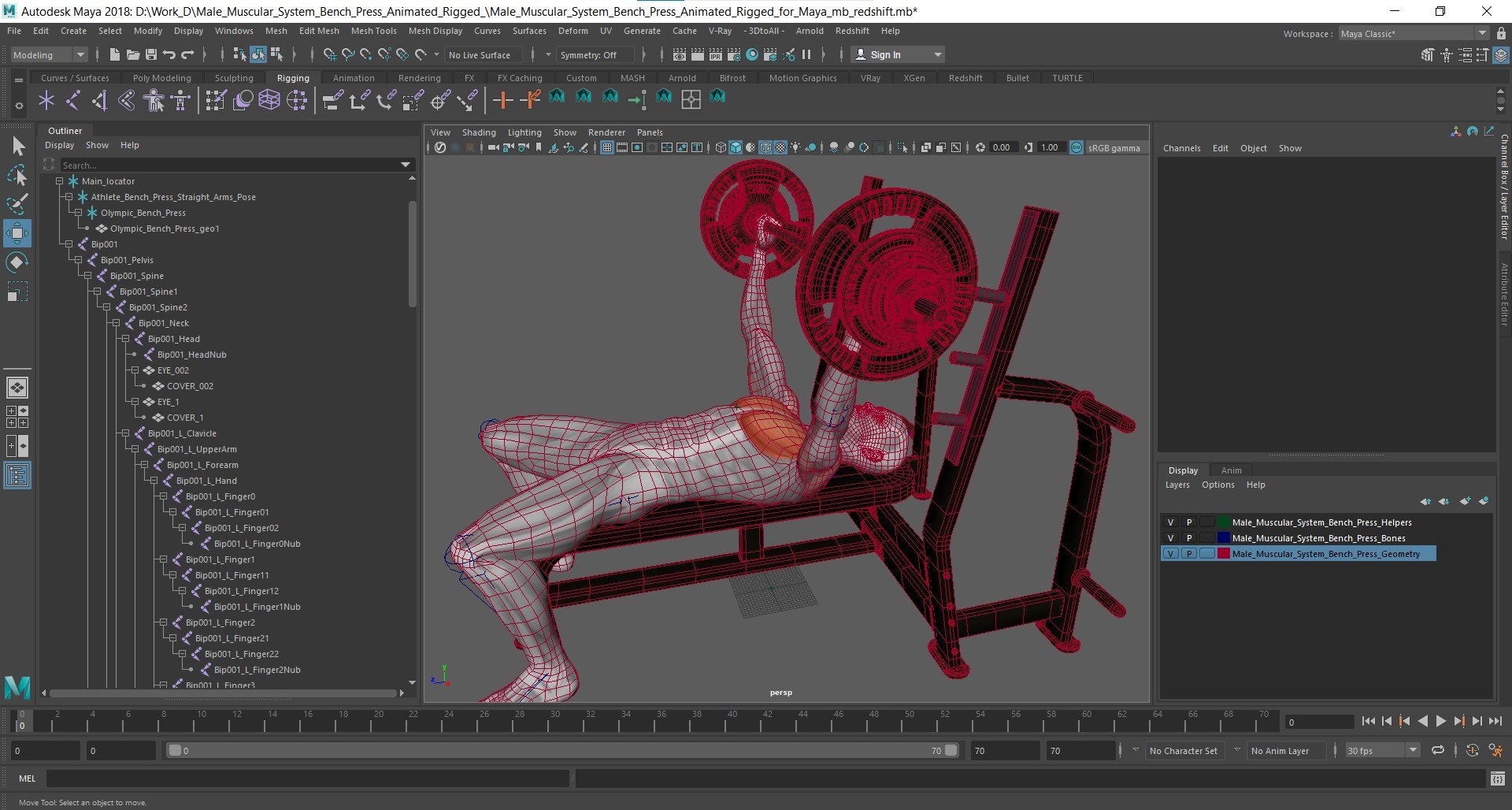3D Model Male Muscular System Bench Press Animated Rigged For Maya ...