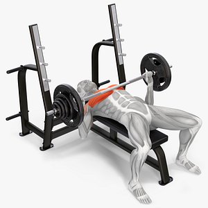 Male Muscular System Bench Press Animated Rigged for Maya