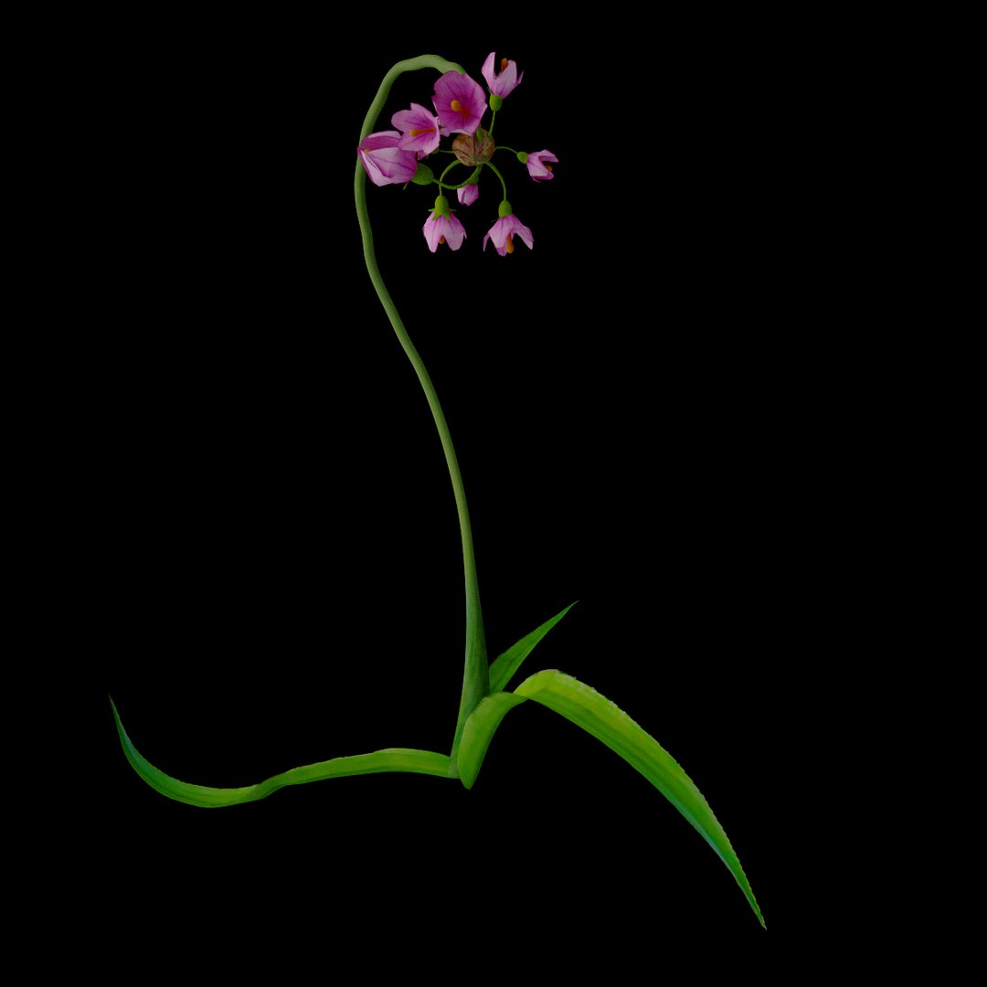 flowers open animation model https://p.turbosquid.com/ts-thumb/WV/LZGm5Y/a53BJ2C6/09/jpg/1595933565/1920x1080/fit_q87/516a68aa45b6d4eb139dbf137d6c01bdb239c0e2/09.jpg
