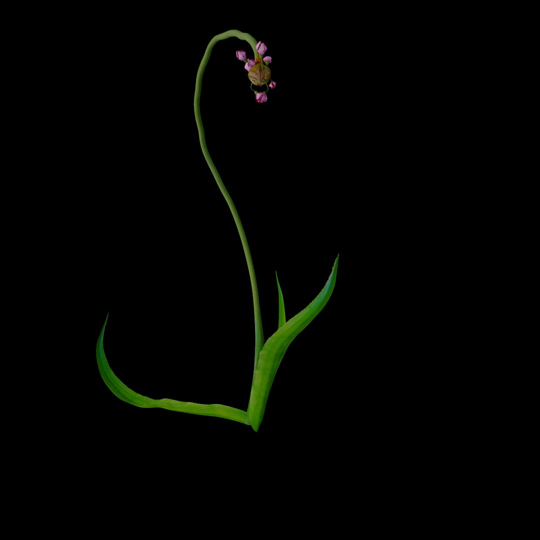flowers open animation model https://p.turbosquid.com/ts-thumb/WV/LZGm5Y/wtvulJBM/08/jpg/1595933565/1920x1080/fit_q87/36fae162d14659fe9cb15c286e2570be24194c8b/08.jpg