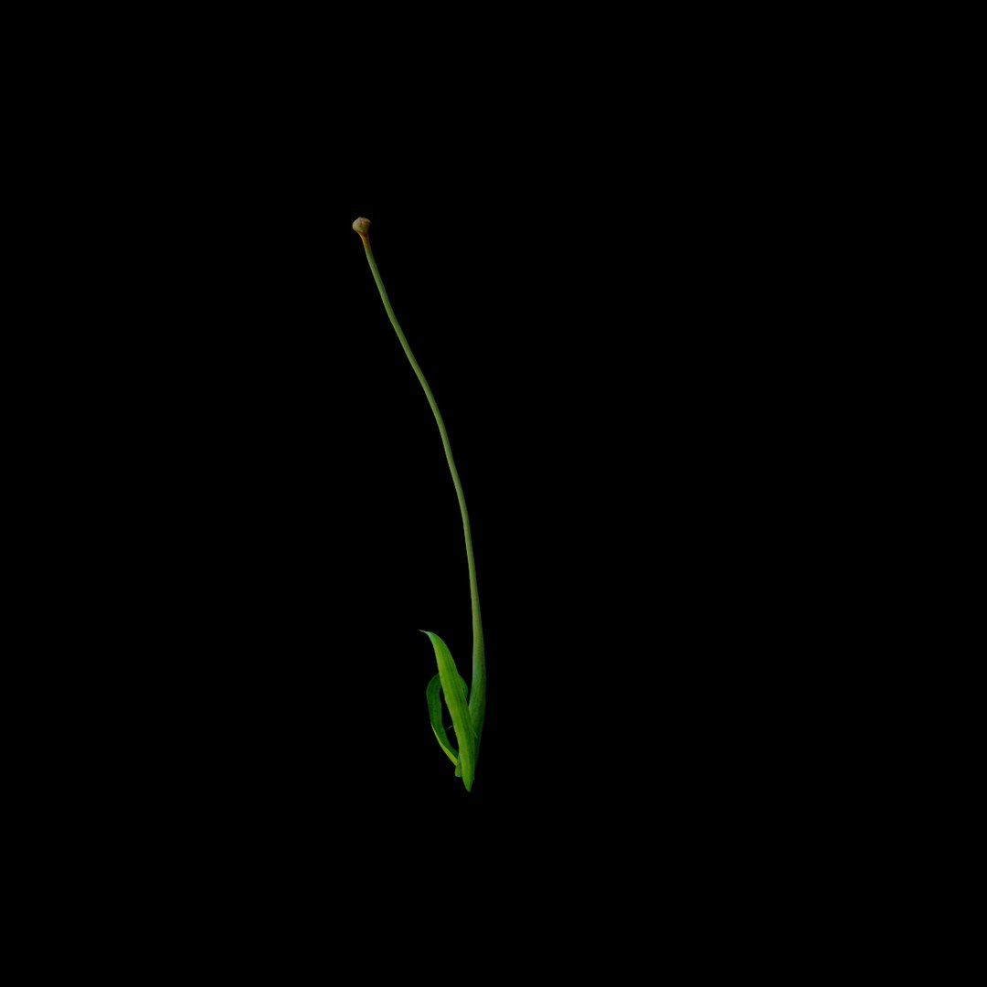flowers open animation model https://p.turbosquid.com/ts-thumb/WV/LZGm5Y/yPBzLeYt/06/jpg/1595933565/1920x1080/fit_q87/062e2f70dc72fba1df0a88627075c08fcd3c14ec/06.jpg