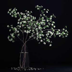Dogwood White Blossom